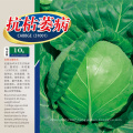 Heat n cold tolerant  flat -round green hybrid F1 cabbage seeds